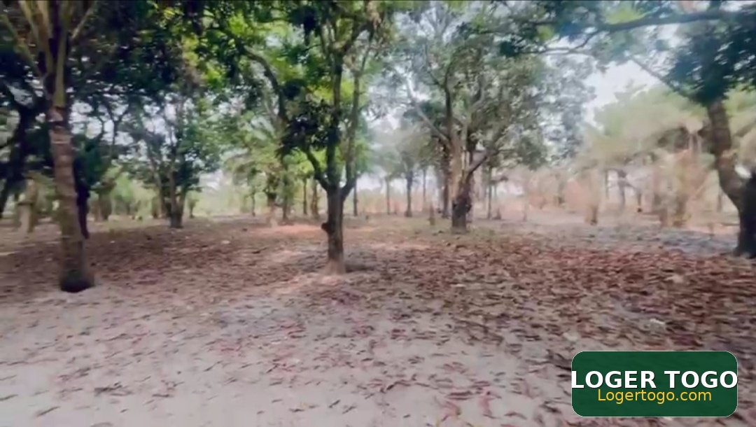À VENDRE : Parcelle à Zanguéra, ancien péage, LOMÉ - Photo 2