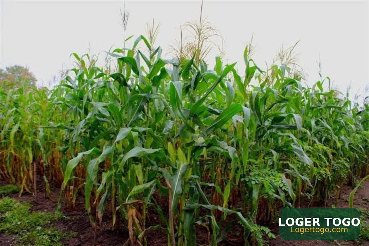 50 Hectares en Vente a Amouzoukopé - Photo 1