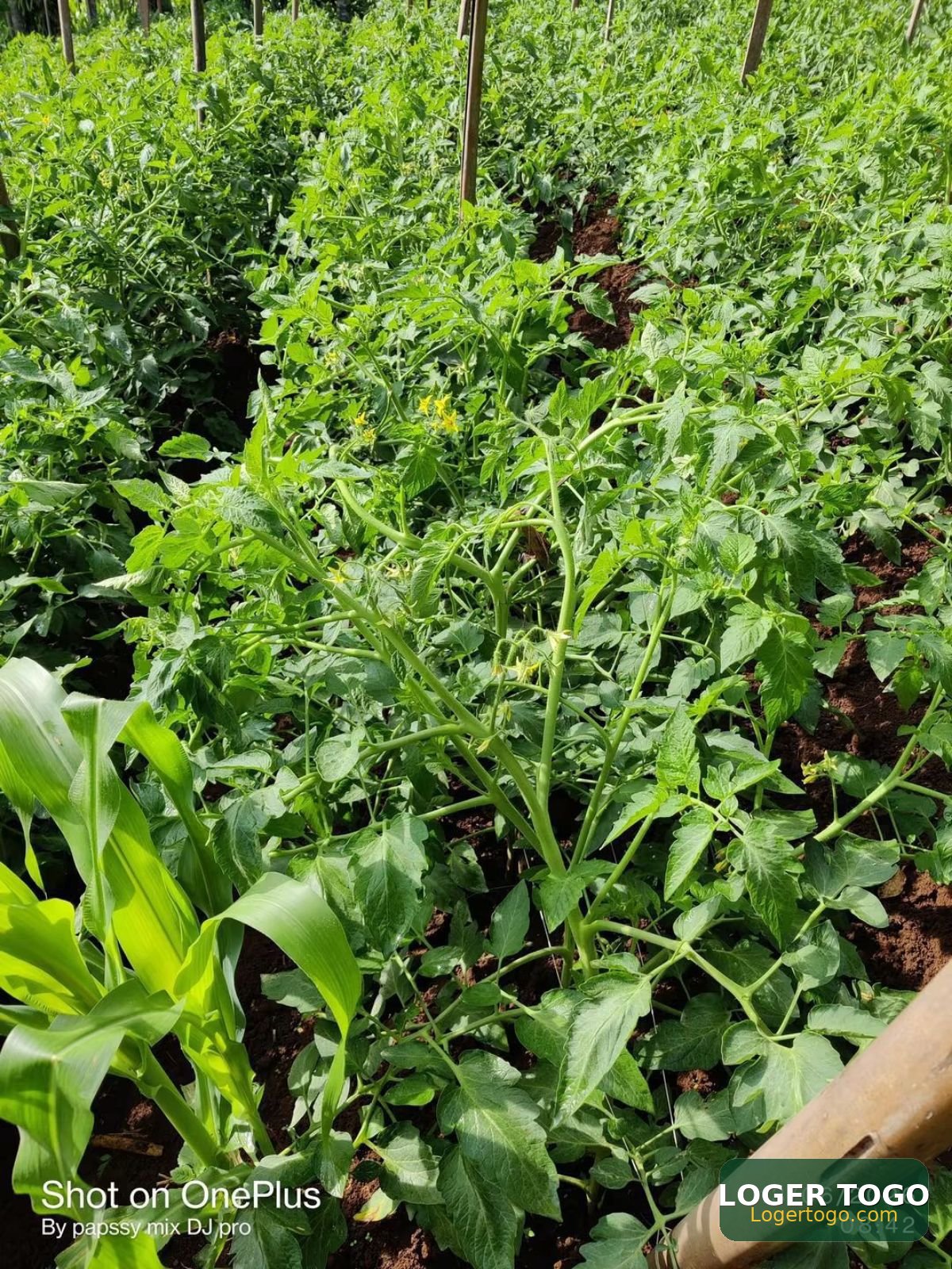 Terrain Agricole en Vente à Amouzoukopé