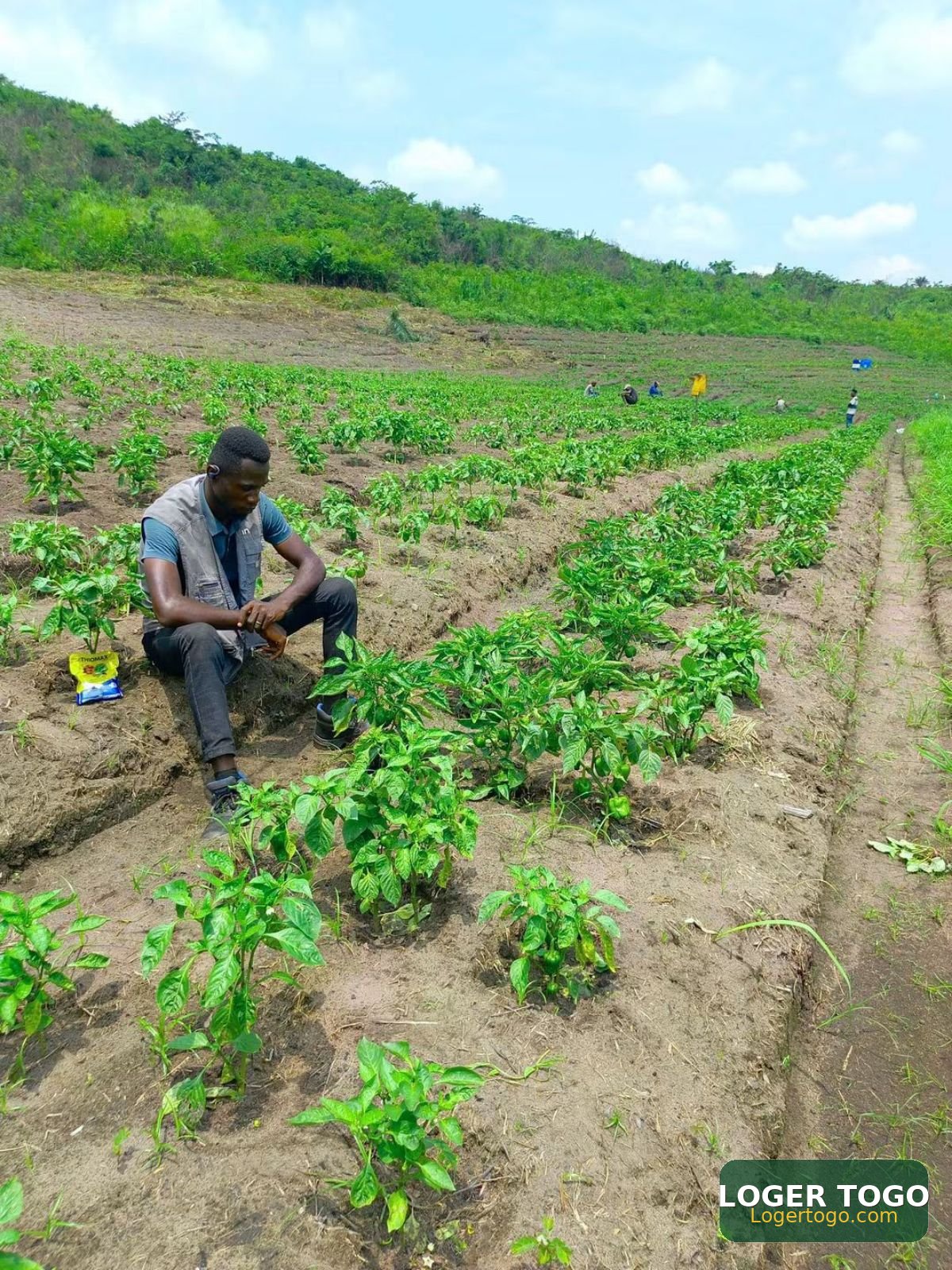 Terrain Agricole en Vente à Amouzoukopé