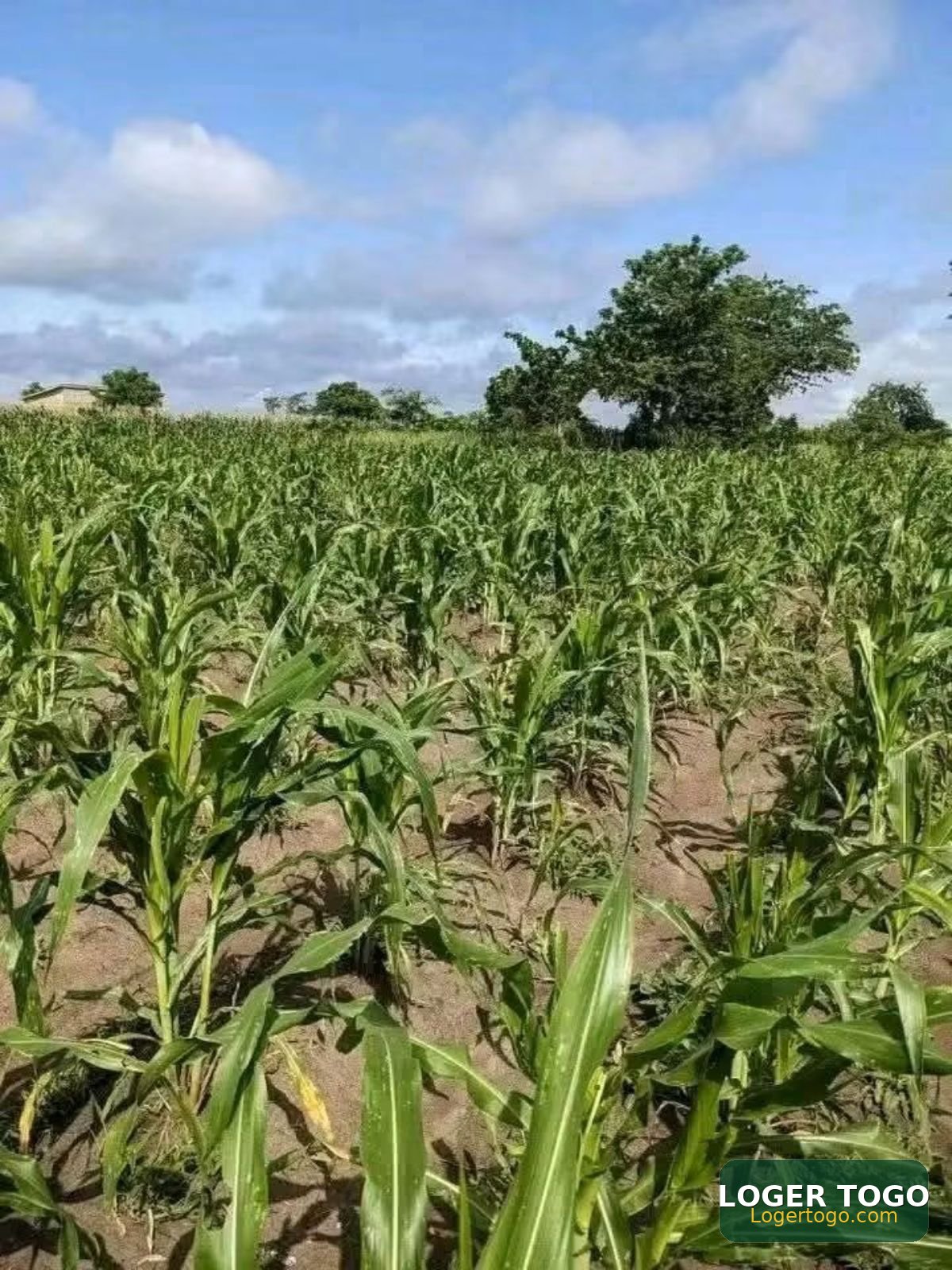 Terrain Agricole en Vente à Amouzoukopé