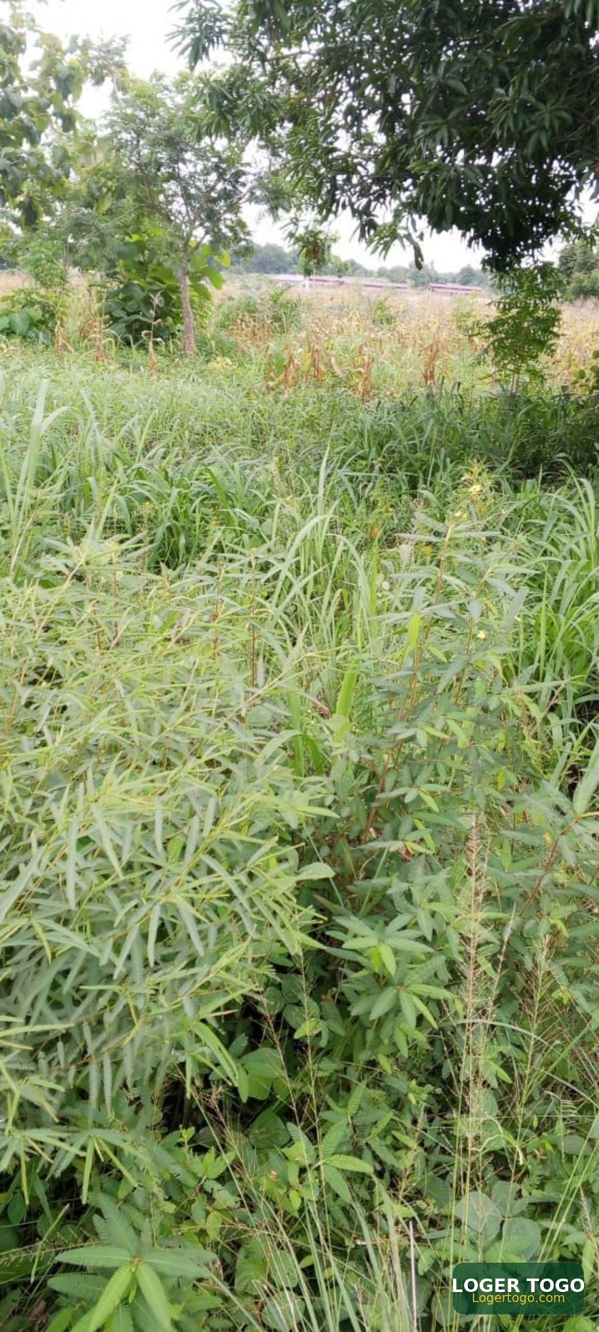 Terrain peri urbain - Photo 1