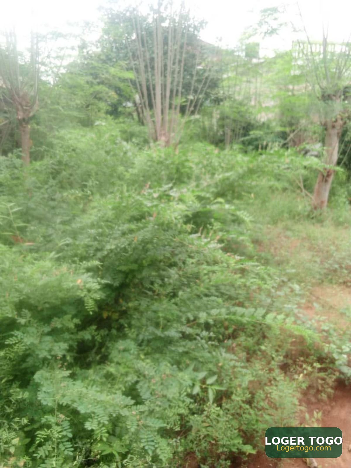 Terrain 1/2 lots Agoe koffi panou 100 m goudron - Photo 2
