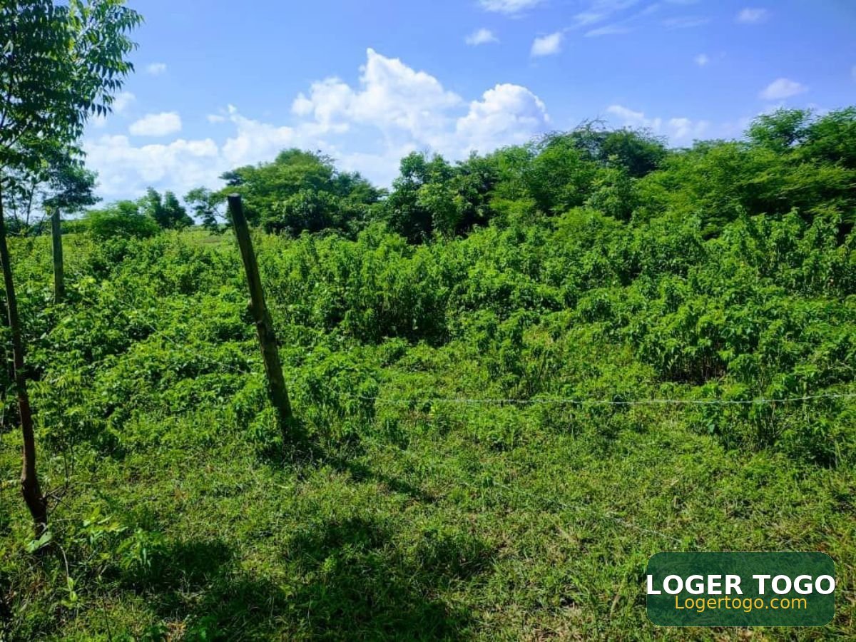 Terrain agricole - Photo 2