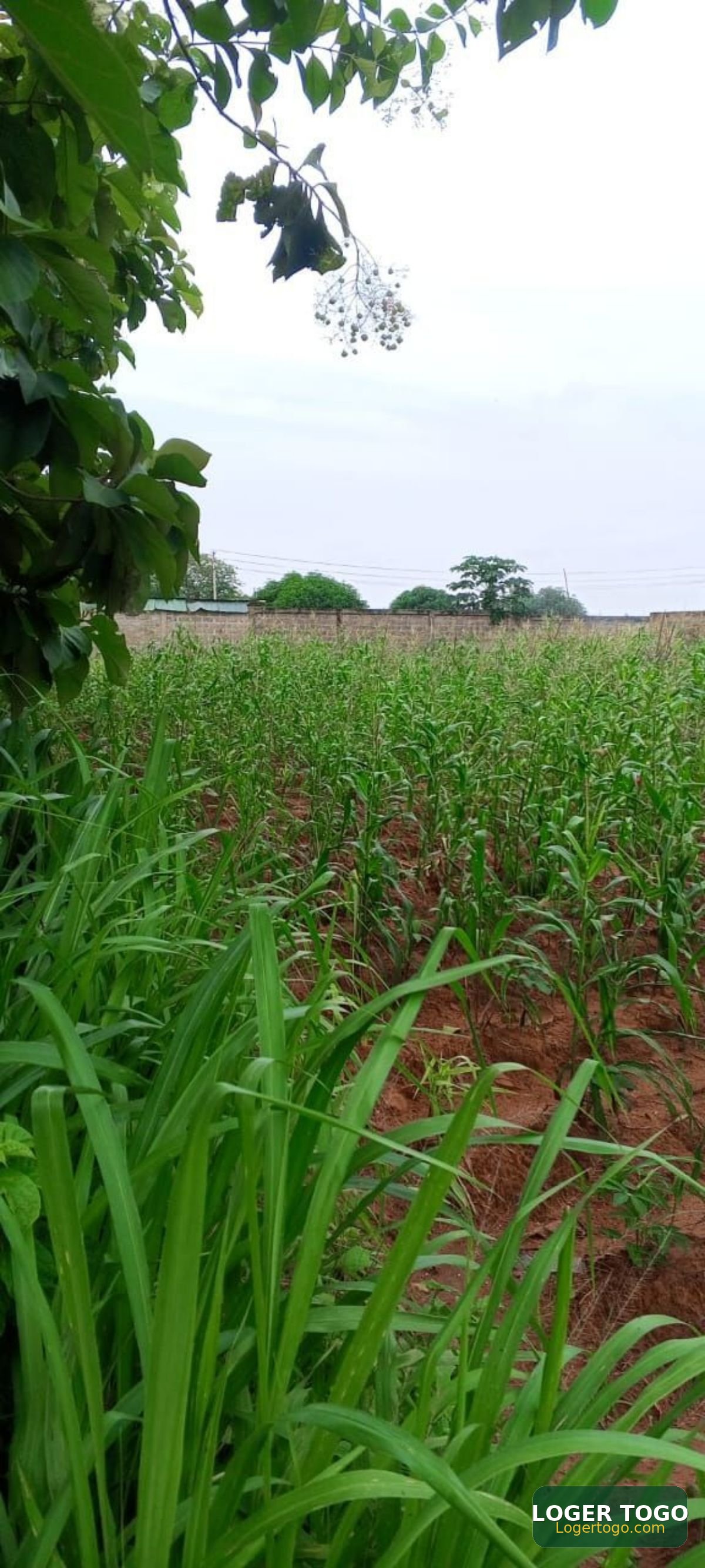 Terrain en vente a Lomé davié CEB - Photo 2
