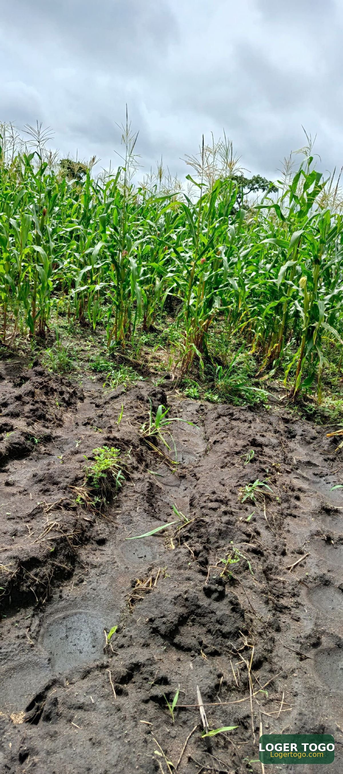 Terrain Agricol en Vente à Kouvé 24 km de Tsevié
