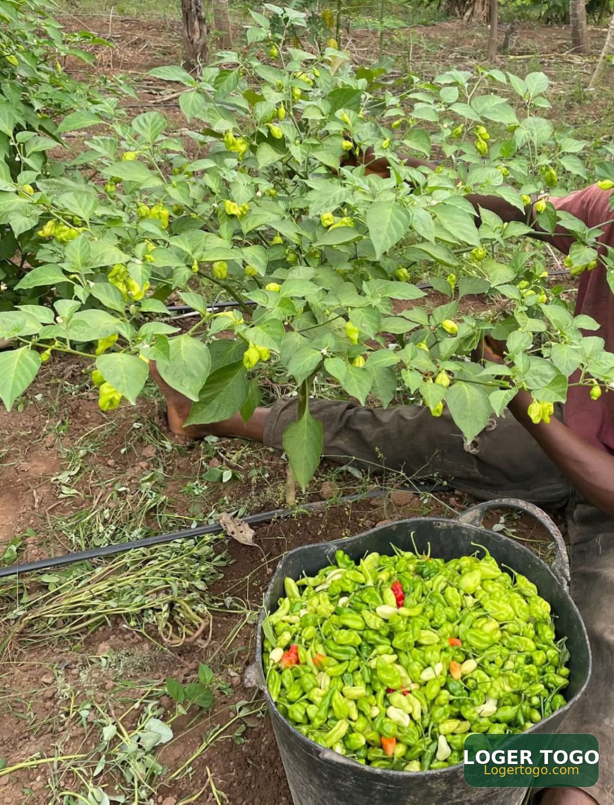 Terrain Agricol en Vente à Kouvé 24 km de Tsevié
