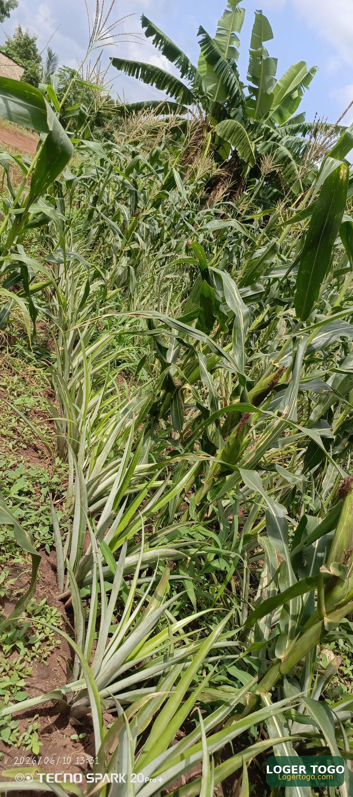 Terrain Agricole en Vente à Amouzoukopé 13 km