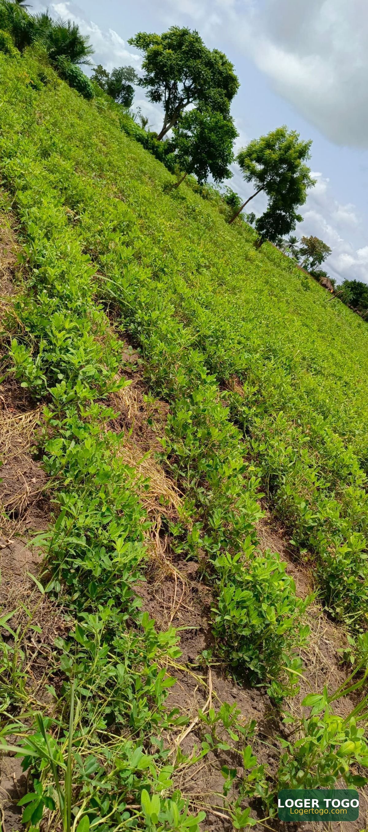 Terrain Agricole en Vente à Amouzoukopé 13 km