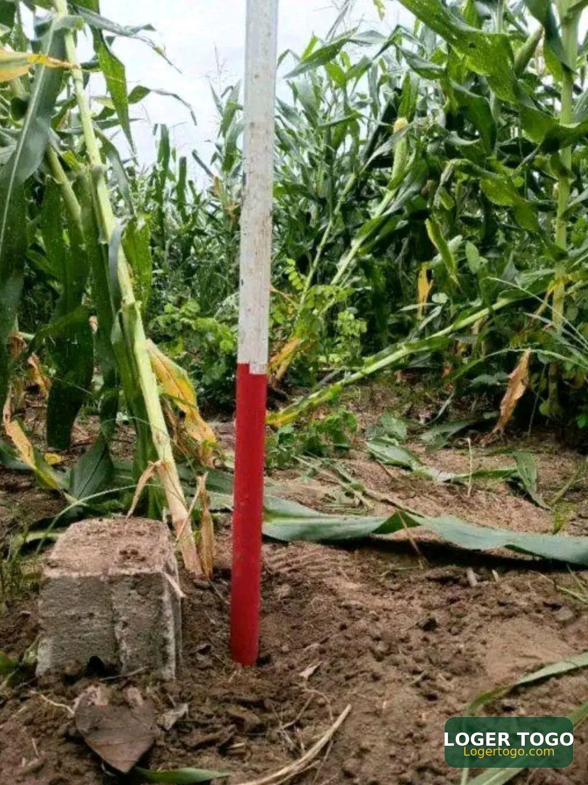 Terrains Agricoles en Vente - Photo 3